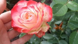 Роза "Юбилей принца Монако".