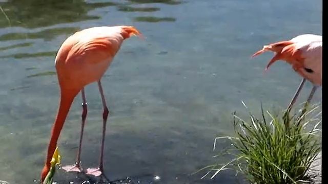 Flamenco Rosado, Temaiken, Escobar .... розовый фламинго