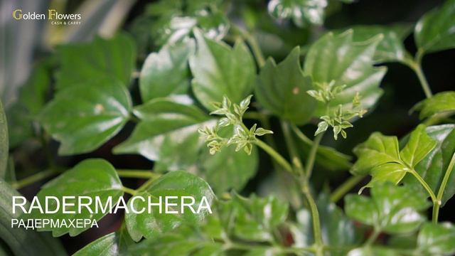 Ассортимент Комнатных растений #1 | Golden Flowers