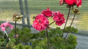 Обзор цветения пеларгоний 9 июня 2025