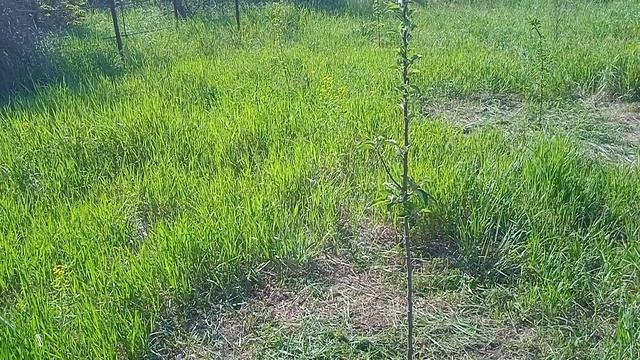 Дача, из трёх осталась одна...Бердянск Запорожская смотреть онлайн