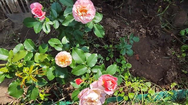 ВИДЕО,, СРАВНЕНИЕ РОЗ НОМЕР 45 ОТ Е. Иващенко и Мари Кюри