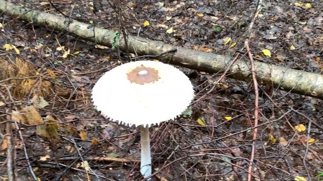 Куча грибов рядом