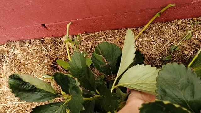 Клубника пока зеленая! Первая ягодка! Гирлянда расстроила!