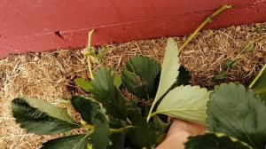 Клубника пока зеленая! Первая ягодка! Гирлянда расстроила!