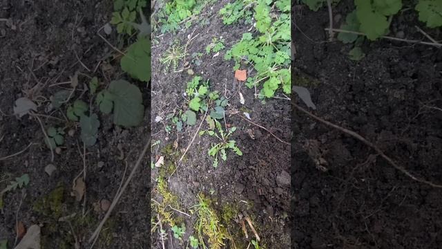 Коп в огороде#metaldetecting #xp#находкисметаллоискателем #кл?