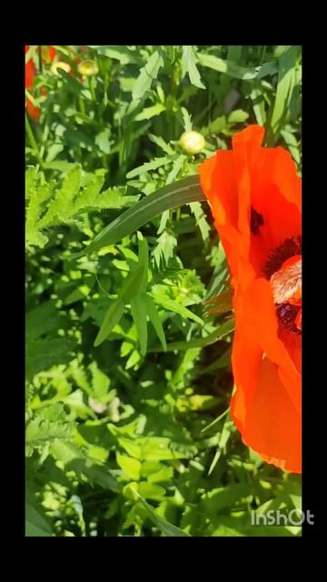 Мамины цветы смотреть онлайн