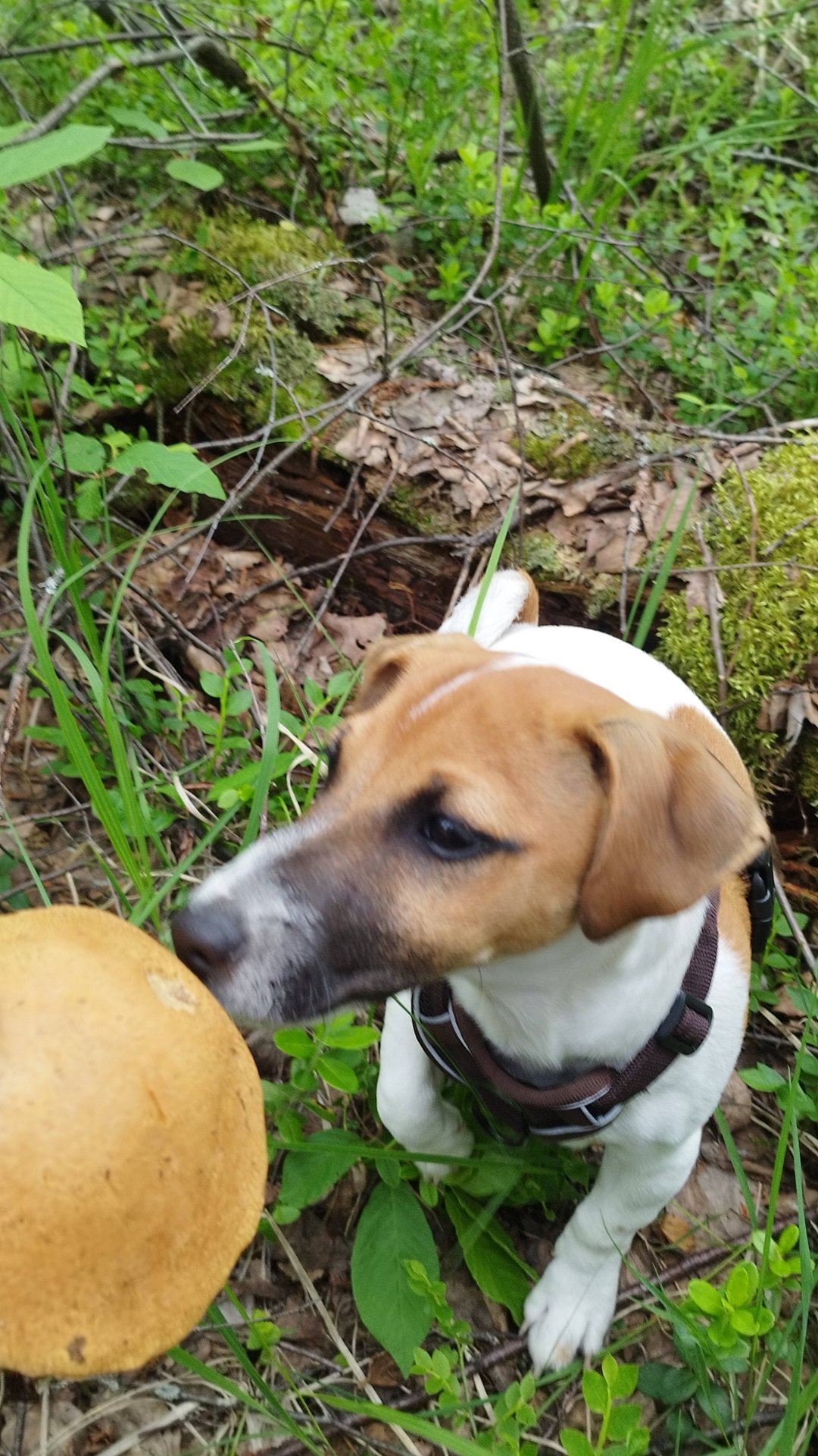 Грибы 2025 смотреть онлайн