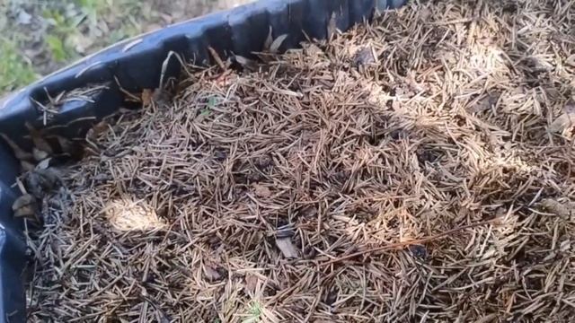 Органическое удобрение для сада и огорода