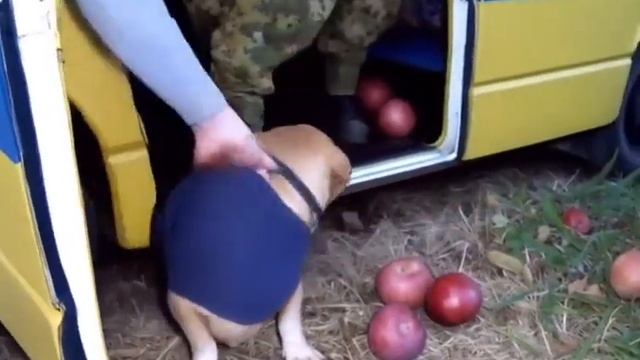 О нет фимоз, тыщ тыщ тыщ обоюдно, тыщ тыщ тыщ творожок смотреть онлайн