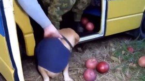 О нет фимоз, тыщ тыщ тыщ обоюдно, тыщ тыщ тыщ творожок