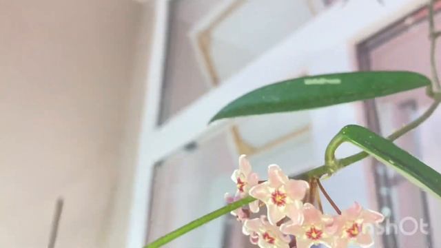 Цветение хойи Минибель сплеш впервые