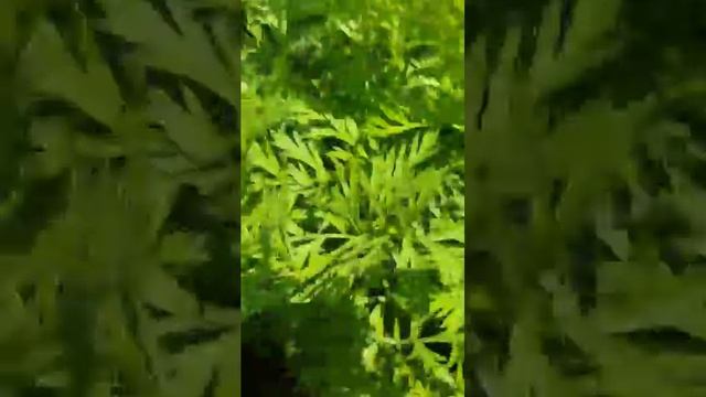 Морковь Абака опт с поля. Великие Копани. Россия.  Copany Ma