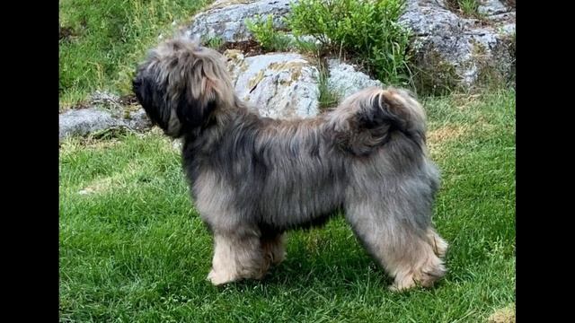 Тибетский терьер смотреть онлайн