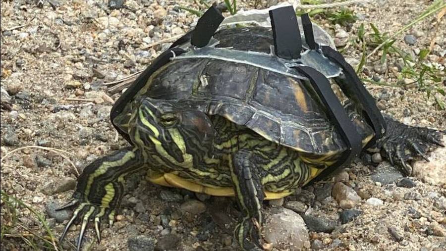 Черепаха в действии смотреть онлайн