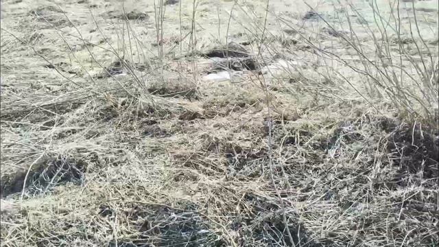 Докопать до сотки и и в финале бонус от хабара!!! Коп ме?