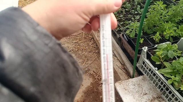 Перенесли рассаду обратно в парник) Козы греются на со