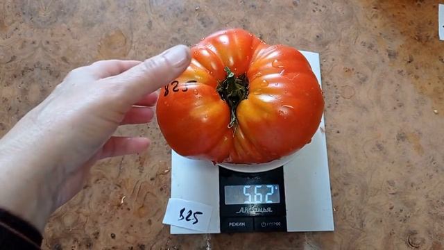 Томат Галина