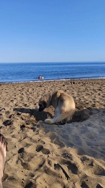 Собака и море.mp4