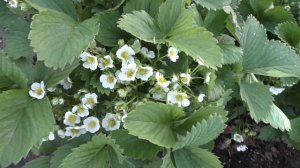 Цветет клубника сортов ЛОРД, ЮЛЯ и СОЛНЕЧНАЯ ПОЛЯНКА.