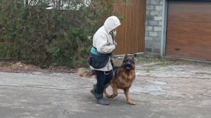 Немецкая овчарка Вик. Дрессировка. Возраст 2.5 года.