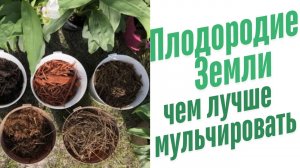 Чем лучше мульчировать?