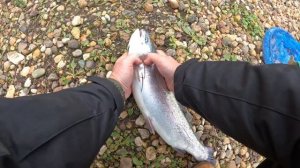 Платная рыбалка на форель в Ольгово - фидер, бомбарда, ?