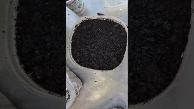 ☝️🌝☀️ОВСЯНКА, Сэр!🐎🦌🌿Как правильно посеять 🍀