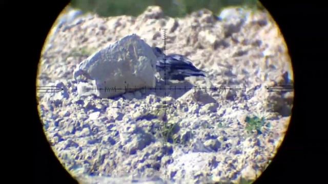 Кроухантинг.Охоту на ворон.Нарезка от Комарада 