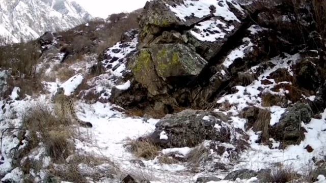 Снежный Барс голос гор!!! смотреть онлайн