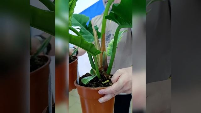 Филодендрон Нерроу Эскейп, цена 365 гривен! Бронь в вайб