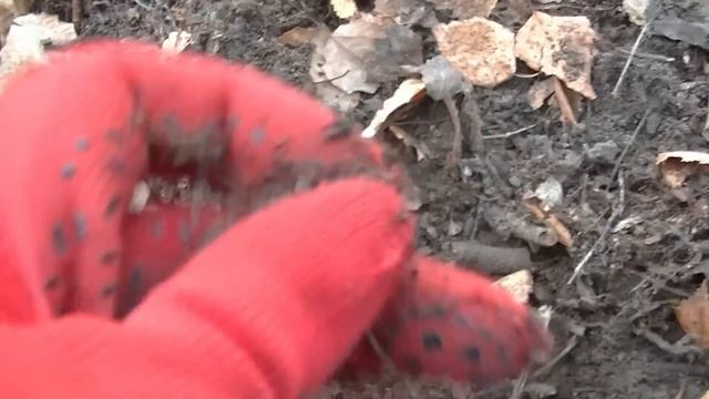 ЭТО ЧУДО - НАШЛА В ЛЕСУ МЕСТО УСЫПАННОЕ СТАРИННЫМИ РАР?