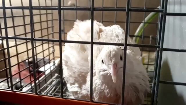 перепел выражает свое мнение смотреть онлайн