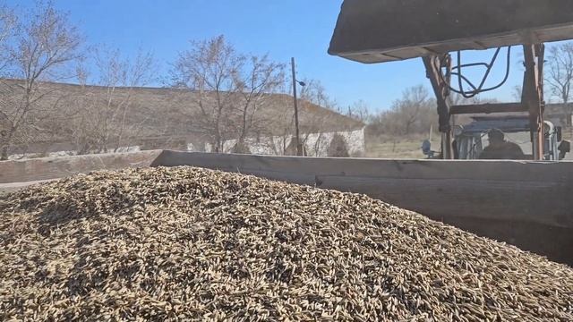 Весна в деревне/ подготовка к посевной и животные