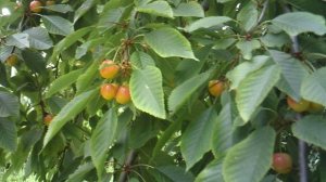 Обзор нашей черешни сорта Юлия