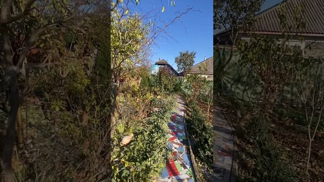 Поздняя осень в саду! Прелесть вечнозеленых растений ?