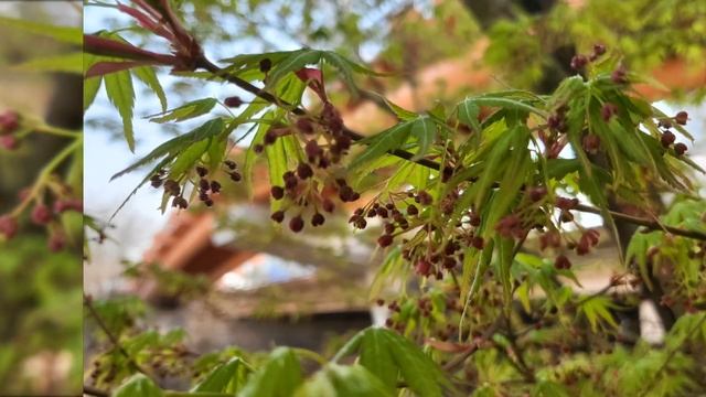 4월의 꽃과 아름다운 풍경/Цветы апреля и Красивые пейзажи. (202