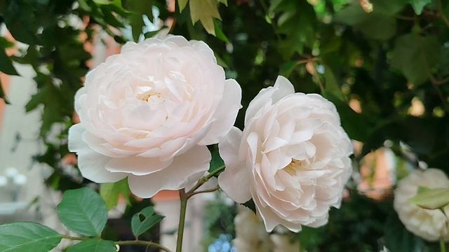 Москва 12 июня смотреть онлайн