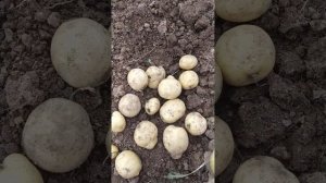 Урожай 24 года картошки сорт Винета