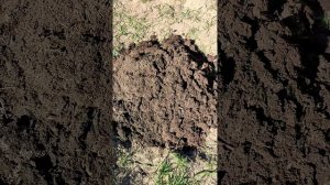 Пересаживаю розу Пьер де Ронсар в горшок