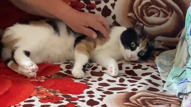 НЕДЕЛЯ ВЛОГОВ | День рождения бабушки// А где лук?// Попа