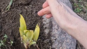 Весенний простой уход за ирисами. Ничего сложного!