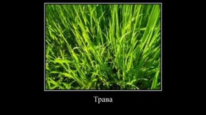 Табурет, табурет, ноябрь и трава фулл