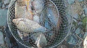 рыбалка в старом русле Дона