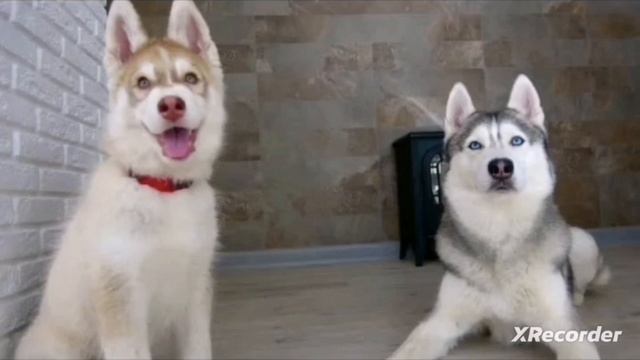 @HuskyBandit гав УУ я вою на луну минус v2 смотреть онлайн