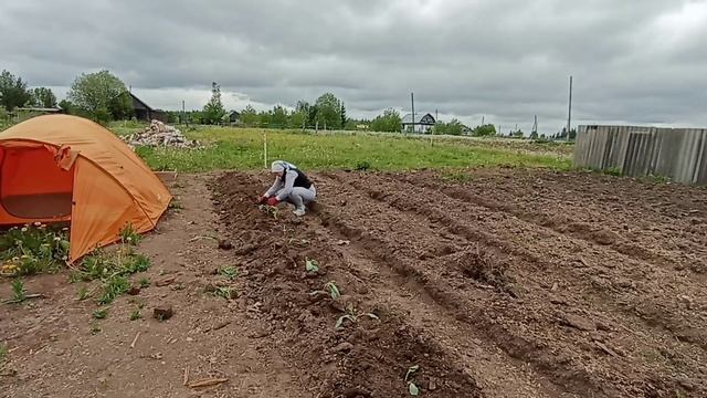 САЖАЕМ КАПУСТУ 🌱// КОСИМ ТРАВУ☘️//В ДЕРЕВНЕ 🏠 НАСТУП
