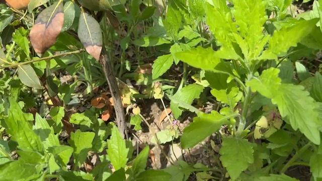 Весенний сад в Туапсе. Фисташки🌿Оливы 🫒 ….