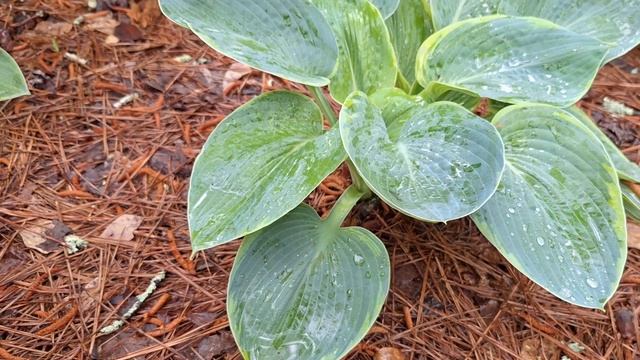 Цветник под деревьями - отлично тут растут ХОСТЫ РАЗНО