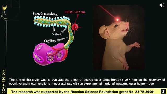 Phototherapy of the nervous system of newborn rats with intraventricular hemorrhage смотреть онлайн