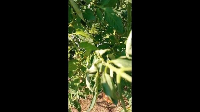 Томаты, выращенные в открытом грунте в Кировской обла?